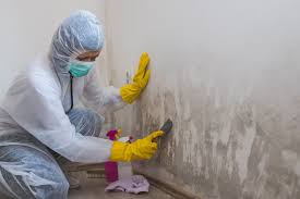 Professional Mold Prevention & Removal  in Palm River Clair Mel, FL